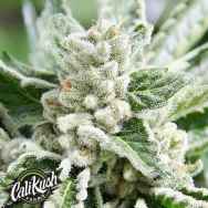 Cali Kush Farms Genetics King Mamba